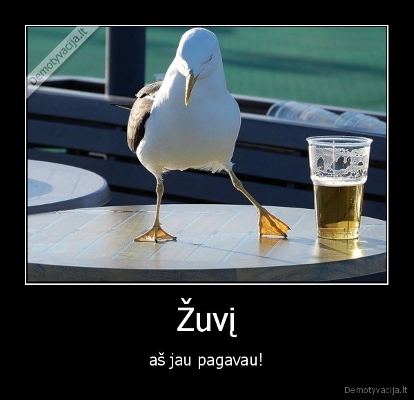 zuvis,alus