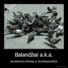 Balandžiai a.k.a. - skraidančios žiūrkės ar šiukšliapaukščiai