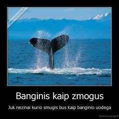 Banginis kaip zmogus - Juk nezinai kurio smugis bus kaip banginio uodega