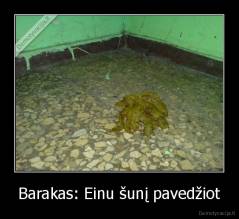 Barakas: Einu šunį pavedžiot - 