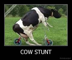 COW STUNT - 
