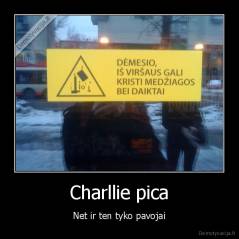 Charllie pica - Net ir ten tyko pavojai