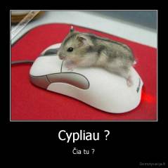 Cypliau ? - Čia tu ?