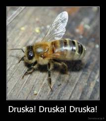 Druska! Druska! Druska! - 