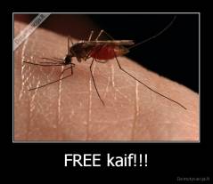 FREE kaif!!! - 