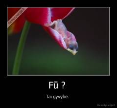 Fū ?  - Tai gyvybė. 