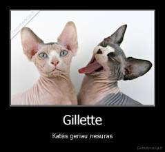 Gillette - Katės geriau nesuras