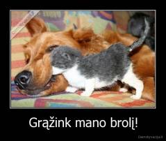 Grąžink mano brolį! - 