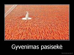 Gyvenimas pasisekė - 