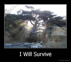 I Will Survive - 