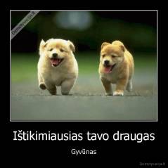 Ištikimiausias tavo draugas - Gyvūnas