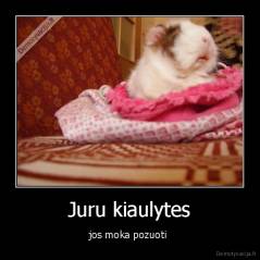 Juru kiaulytes - jos moka pozuoti 