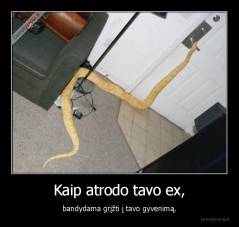 Kaip atrodo tavo ex, - bandydama grįžti į tavo gyvenimą.