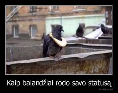 Kaip balandžiai rodo savo statusą - 