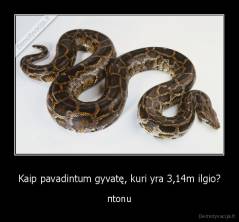 Kaip pavadintum gyvatę, kuri yra 3,14m ilgio? - πtonu