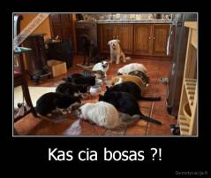 Kas cia bosas ?! - 