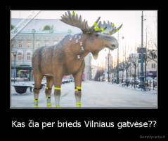 Kas čia per brieds Vilniaus gatvėse?? - 