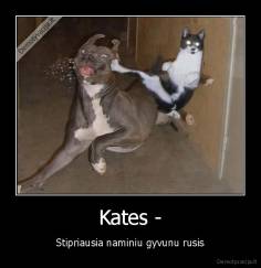 Kates - - Stipriausia naminiu gyvunu rusis