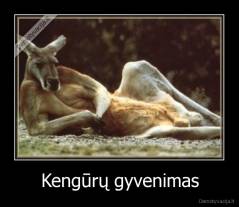 Kengūrų gyvenimas - 