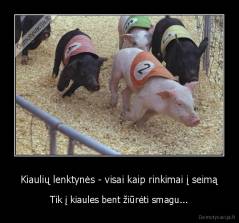Kiaulių lenktynės - visai kaip rinkimai į seimą - Tik į kiaules bent žiūrėti smagu...