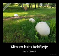 Klimato kaita Rokiškyje - Grybai Gigantai