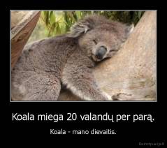 Koala miega 20 valandų per parą. - Koala - mano dievaitis.