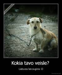 Kokia tavo veisle?  - Lietuvos lenciuginis :D