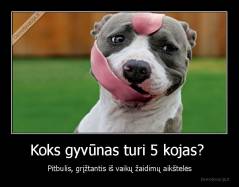 Koks gyvūnas turi 5 kojas?  - Pitbulis, grįžtantis iš vaikų žaidimų aikštelės