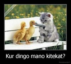 Kur dingo mano kitekat? - 