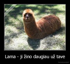 Lama - ji žino daugiau už tave - 