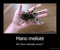 Mano meilutė - Ant Tavo meilutės voras!!!