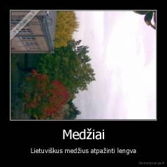 Medžiai - Lietuviškus medžius atpažinti lengva