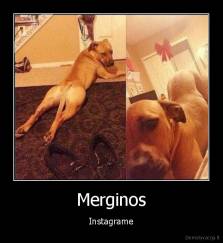 Merginos - Instagrame