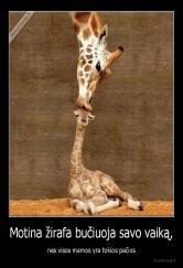 Motina žirafa bučiuoja savo vaiką, - nes visos mamos yra tokios pačios