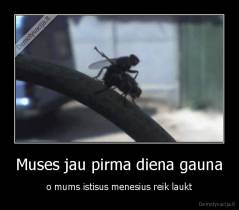 Muses jau pirma diena gauna - o mums istisus menesius reik laukt