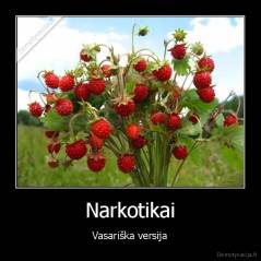 Narkotikai - Vasariška versija