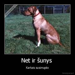 Net ir šunys  - Kartais susimąsto