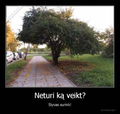 Neturi ką veikt? - Slyvas surink!