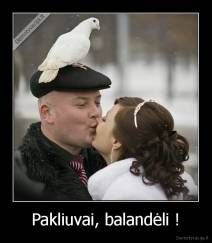 Pakliuvai, balandėli ! - 