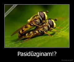 Pasidūzginam!? - 