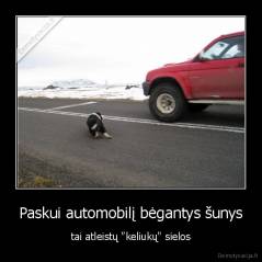 Paskui automobilį bėgantys šunys - tai atleistų "keliukų" sielos