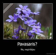 Pavasaris?  - Ne, negirdėjau