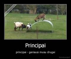 Principai - principai - geriausi musu drugai