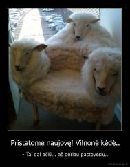 Pristatome naujovę! Vilnonė kėdė.. - - Tai gal ačiū... aš geriau pastovėsiu..