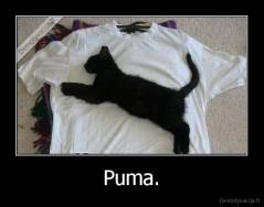 Puma. - 