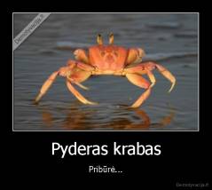 Pyderas krabas - Pribūrė...