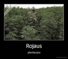 Rojaus - plantacijos