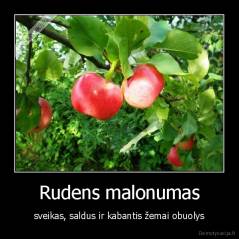 Rudens malonumas - sveikas, saldus ir kabantis žemai obuolys