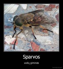 Sparvos - uodų giminės