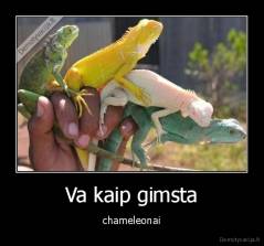 Va kaip gimsta - chameleonai